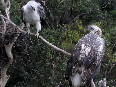 Sydney White Bellied Sea Eagles