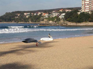 Manly's South Steyne Beach on Blue Day